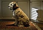 Environmental Pet Portraits